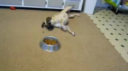 Pies walczy z jedzeniem