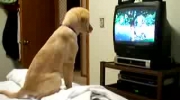 Pies ogląda Telewizje