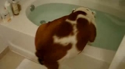 Pies, który uwielbia się kąpać