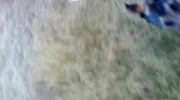 DINO