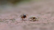 Pająki vs. mrówka
