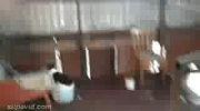 Koci parkour