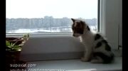 Kotek