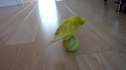 Papuga