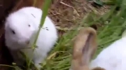 Bezuchy królik z Fukushimy