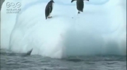 penguins