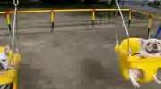 Pieski na hustawce