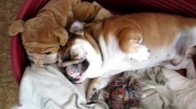 Bulldog nie chce wstać