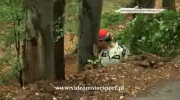 Wypadek w lesie