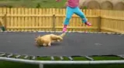 Trampolina i kot