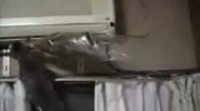 Kot ninja