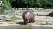 Hipopotam robi klocka