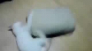 Kot bawi się poduszką