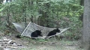 Dwa male niedźwiadki
