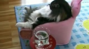 Kot ogląda telewizor