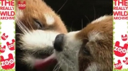 Całujące się pandy