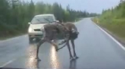 Jeleń na drodze