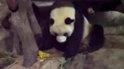Zabawne pandy