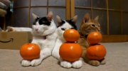 Koty i pomarańcze