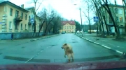 Wredne psiska