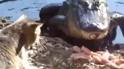 Aligator drażni kota