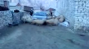 Szalone owce