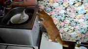 Atak na rybę