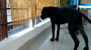 Hunter