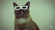 Dubstepowy hipsterski kot