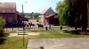 Konie idą ulicą (Dni Międzyrzecza)