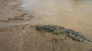 Facet karmiący dużego krokodyla słonowodnego