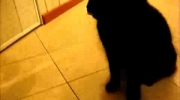 Kot, który podaje łapę