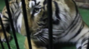 Stalking w stylu tygrysa