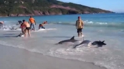 30 delfinów na brzegu plaży w Brazylii