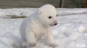 Trzymiesięczny niedźwiadek polarny po raz pierwszy wychodzi na śnieg