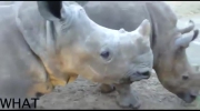 Jakie dźwięki wydaje nosorożec?