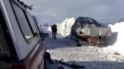 Alaskan Malamute próbuje odciągnąć łosia z dala od terenów zamieszkałych