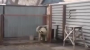 Rosyjski pies tańczy do Modern Talking