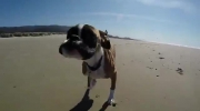 Cudowe video! Radość psiaka na plaży, który ma jedynie... dwie łapy