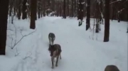 Stado wilków podąża za saniami. Film nagrany w Polsce.