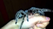 Tarantula próbuje ukąsić dłoń człowieka