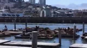 Sea lions at Pier 41, San Francsisco