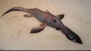 Strange fishes after Tsunami