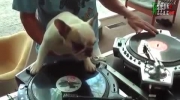 DJ bulldog