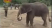 Słoń też może pograć