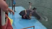 Delfin lubi się bawić