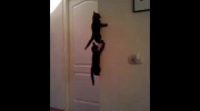 funny_spider_cats