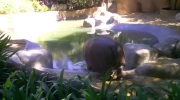 hippo