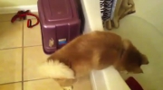 Husky nie chce wejść do wody