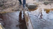 Bardzo ostrożny kot